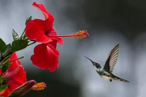 Hibiscus with Hummingbird