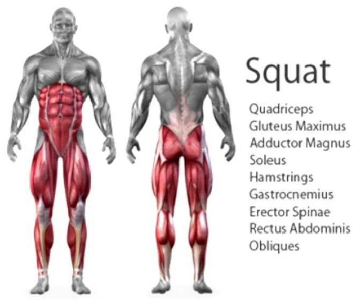 muscles worked during squats