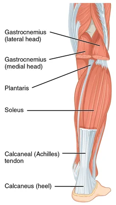 reasons for soleus muscle pain
